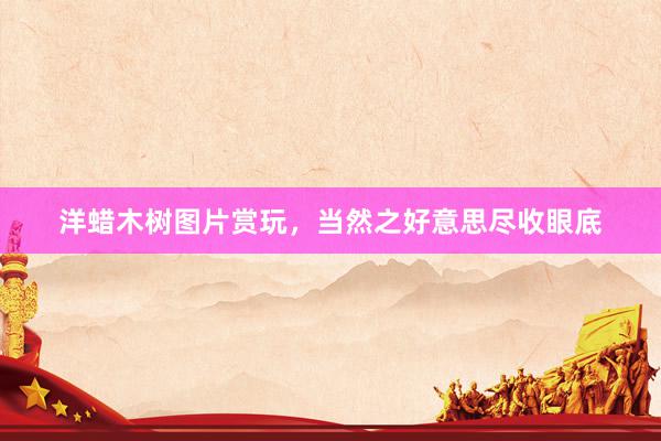 洋蜡木树图片赏玩，当然之好意思尽收眼底
